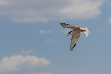 Bird in flight - Back-naped Tern