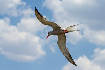 Bird in flight - Back-naped Tern