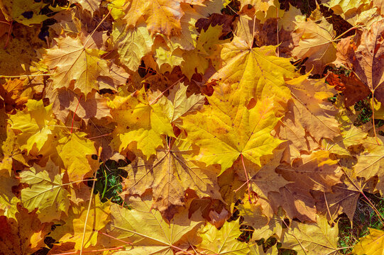 Yellow and orange autumn leaves background. Outdoor.Colorful backround image of fallen autumn leaves. Autumn time on a sunny day.