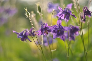 aquilegia