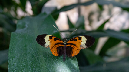 orangener pieridae Schmetterling