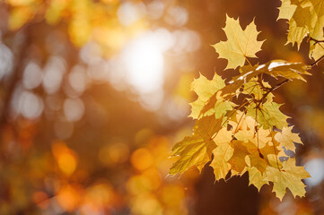 Autumn leaves of maple tree on blurred nature background. Shallow focus. Fall sun bokeh.