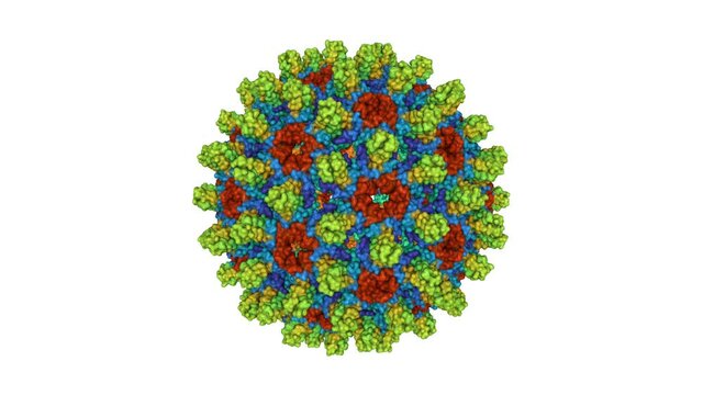 Structure of wild type hepatitis B virus capsid. Animated 3D Gaussian surface model, sequence id color scheme, PDB 6vzp, white background
