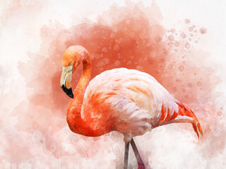 Portret of a Flamingo, watercolor painting. Red flamingo (Phoenicopterus ruber), zoological illustration, hand drawing.