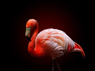 Fotobehang American flamingo (Phoenicopterus ruber), isolated on black background. Large species of flamingo also known as the Caribbean flamingo © britaseifert