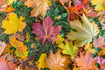 Colorful autumn season maple leaves on the green grass in the park. Autumn background.