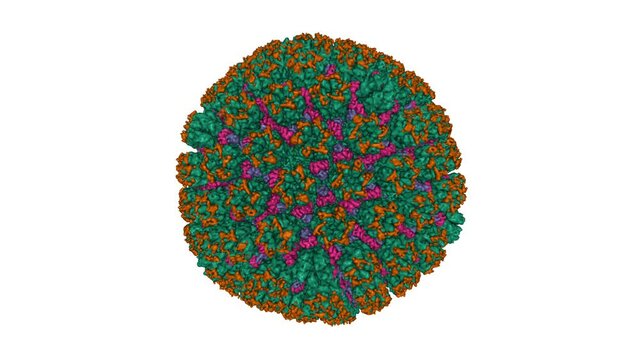 CryoEM structure and atomic model of the Kaposi's sarcoma-associated herpesvirus capsid. Animated 3D Gaussian surface model, entity source color scheme, PDB 6b43, white background