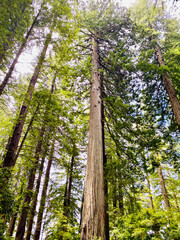 Fototapeta premium trees in the woods