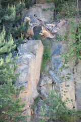 Obraz premium Eurasian eagle-owl female feeding juveniles on the rock of their nest