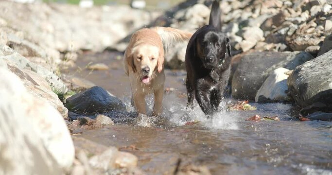 Dog Running Outside Images – Browse 250,825 Stock Photos, Vectors, and ...