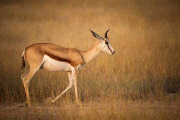 Naklejka na ściany i meble Wild African animals. Springboks (medium sized antelope) in Etosha National Park. Namibia