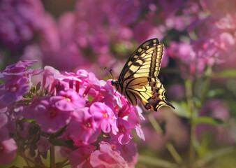 butterfly on flower