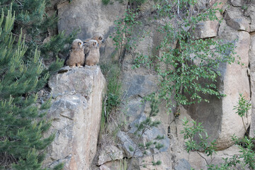 Eurasian eagle-owl juveniles on the rock of their nest