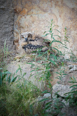 Eurasian eagle-owl juvenile on the rock