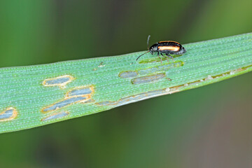 Barley Flea Beetle Phyllotreta vittula on damaged cereal leaf. It is pest of many plants, mainly...