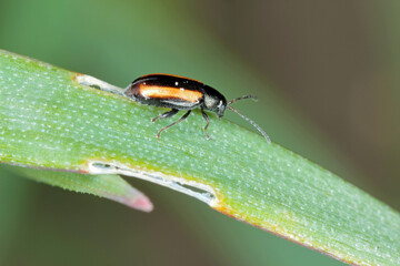 Barley Flea Beetle Phyllotreta vittula on damaged cereal leaf. It is pest of many plants, mainly cereals.