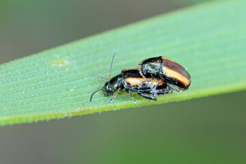 Barley Flea Beetle Phyllotreta vittula on damaged cereal leaf. It is pest of many plants, mainly cereals.