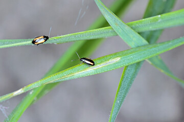 Barley Flea Beetle Phyllotreta vittula on damaged cereal leaf. It is pest of many plants, mainly cereals.