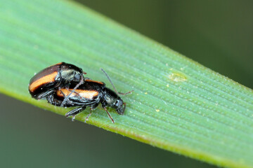 Barley Flea Beetle Phyllotreta vittula on damaged cereal leaf. It is pest of many plants, mainly cereals.
