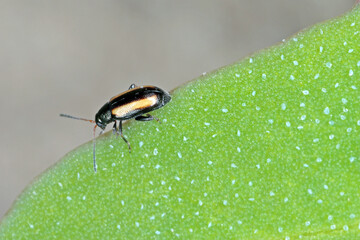 Barley Flea Beetle Phyllotreta vittula on damaged cereal leaf. It is pest of many plants, mainly cereals.