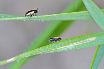 Barley Flea Beetle Phyllotreta vittula on damaged cereal leaf. It is pest of many plants, mainly cereals.
