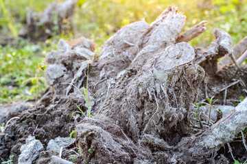 Close up view of wild tree trunk under the bright sunlight with selective focus
