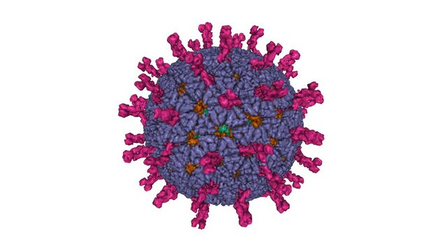 Atomic model of an infectious rotavirus particle. Animated 3D Gaussian surface model, entity id color scheme, PDB 4v7q, white background