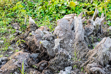 A bunch of abandoned cutting trunks of wild plants on an agricultural land