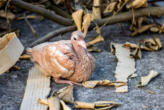 A brown color little baby pigeon sitting alone on the concrete floor