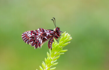 Fototapeta na wymiar a scalloped red butterfly, Zerynthia polyxena