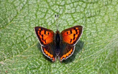 Obraz premium little red butterfly on green leaf, Lycaena phlaeas