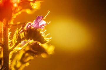Blue melliferous flowers of Echium vulgare viper's bugloss and blueweed blue weed flowers in the meadow in summer at sunset in the rays of the setting sun