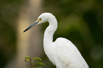 Portrait of a Great Egret with long neck and sharp, pointed bill. White plumage throughout its body including feathers on wings, observing resting behavior as it monitors a nearby pond for food