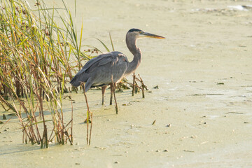 A common blue heron in still, algae covered, knee high swamp marsh water stalks prey on its stilt like legs near the grass growing on mud flats