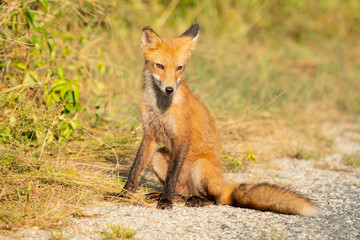 A young wild born brown and red fox sits at the side of the road while learning to hunt scavenge and survive on its own in summer heat after its mother was killed by nearby property owners