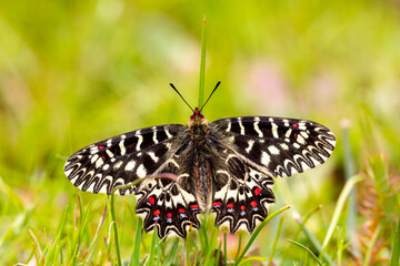 a scalloped red butterfly, Zerynthia polyxena