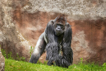 Gorilla - Portrait of an adult male in the wild