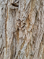 Beautifully patterned bark of an old oak tree
