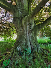 Trunk of an age old beech tree

