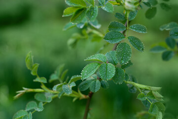 Natural green background with raindrops on spring leaves
