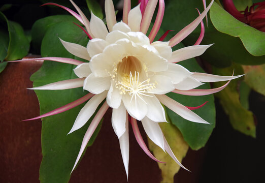 Close-up view of the blossoms of a white night-blooming cereus plant