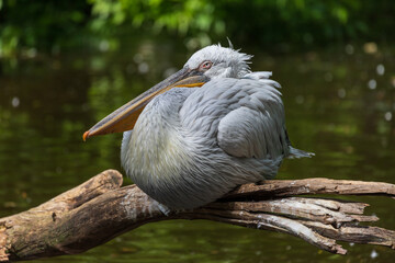 Great water bird Pelican - Pelecanus. Photo with nice bokeh.