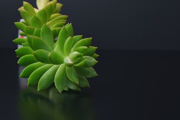 Focus on foreground. Echeveria decorative succulent indoor potted plant with fractal pattern of stem and fleshy leaves on black glass background with copy space.