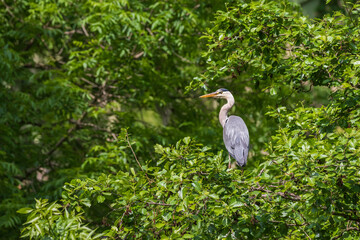 Gray Heron - Ardea cinerea standing on a tree branch by a pond.