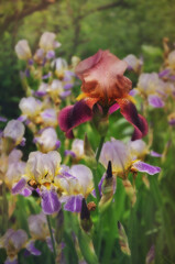 iris
