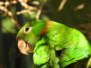 Close-up of a cute green parakeet. Amusing look, hooked beak, red accents on its wings. Blurred background.