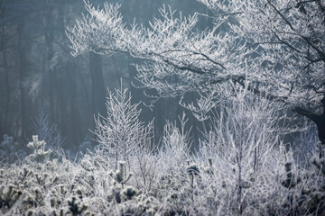 forest in frost on winter morning