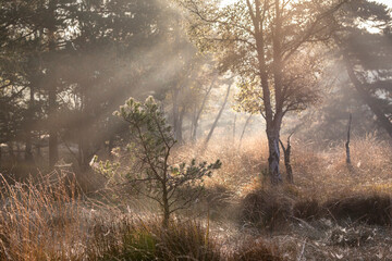 Obraz na płótnie Canvas morning sun beams in autumn moor