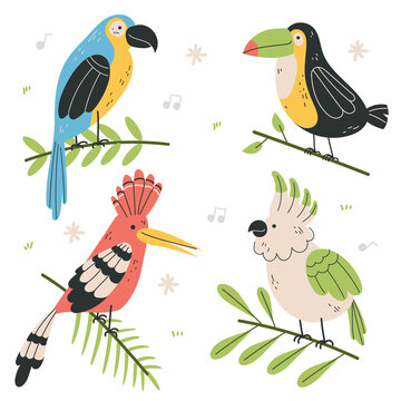 Different type of exotic birds. Vector flat cartoon graphic design illustration