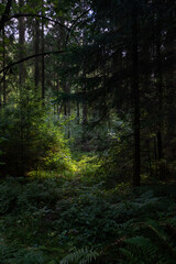 Fototapeta premium morning in the forest